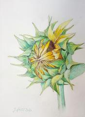 Sončnica (Pastel,  30x40 - 2020) - Jože Anžič